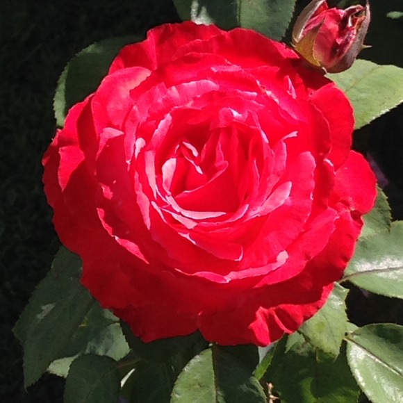 Meet your Posher, Jake - Picture 1 of 1